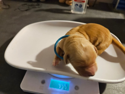 Chiot N°2 collier bleu