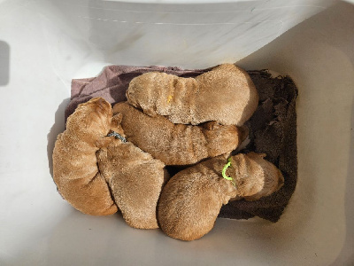 CHIOT 4