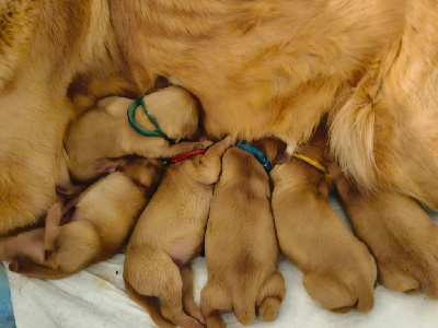 CHIOT 7