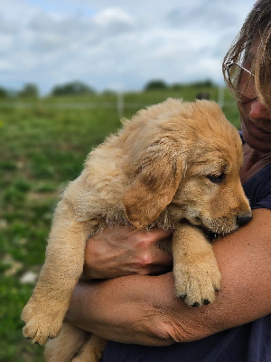 CHIOT 5
