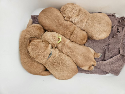 CHIOT 5