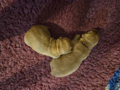 CHIOT 7