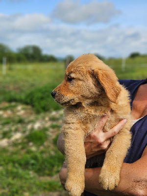 CHIOT 2
