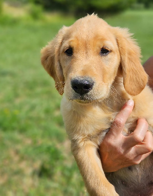 CHIOT 4