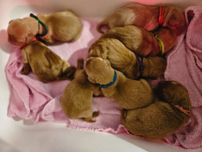 CHIOT 4