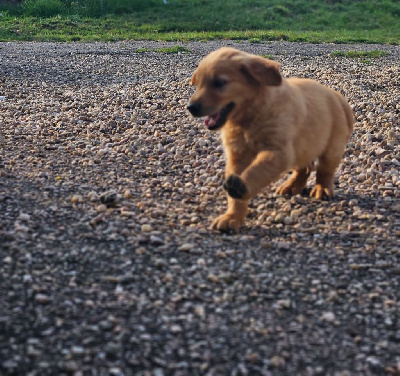 CHIOT 4