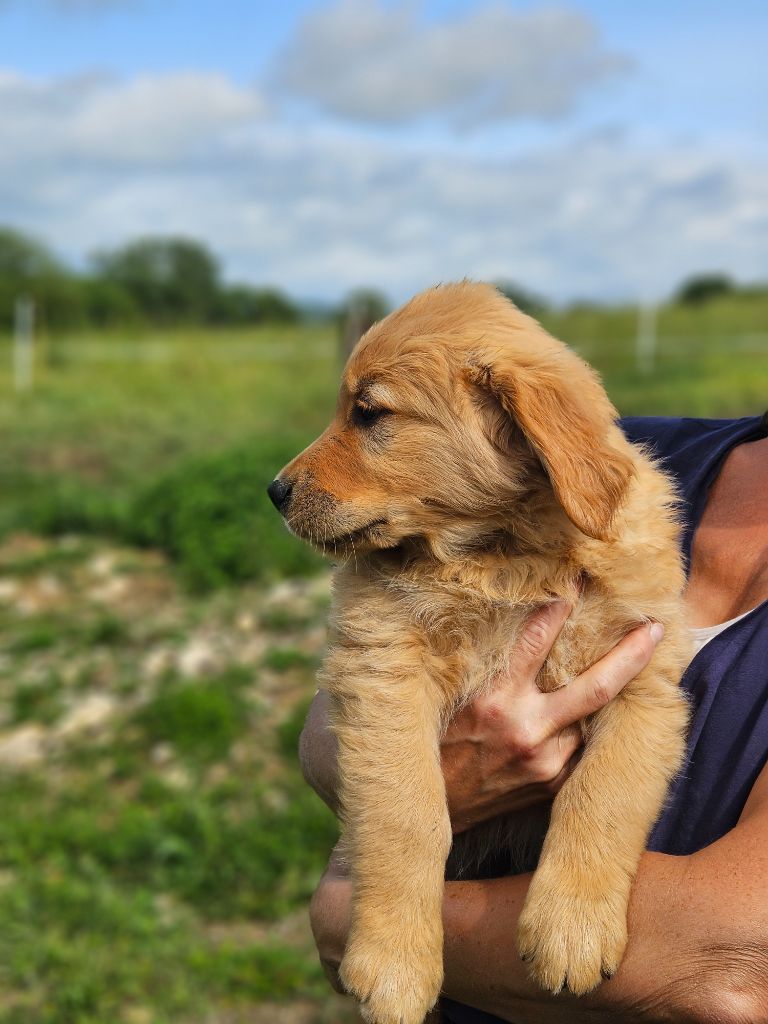 Des Fields D'Austrasie - Chiots disponibles - Golden Retriever