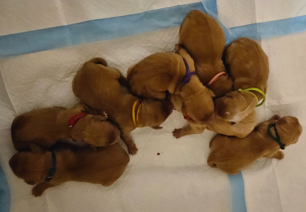 Des Fields D'Austrasie - Chiots disponibles - Golden Retriever