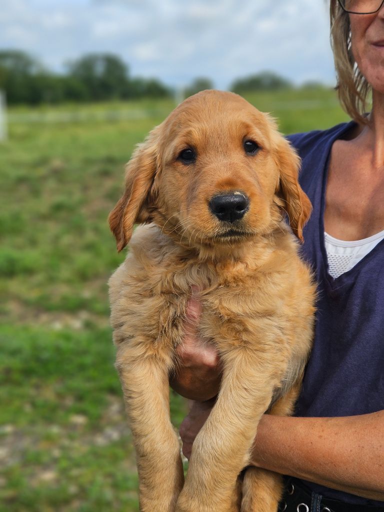 Des Fields D'Austrasie - Chiots disponibles - Golden Retriever