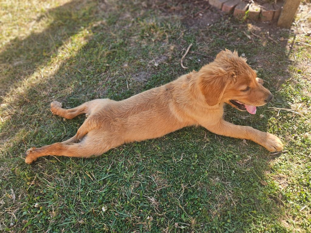 Des Fields D'Austrasie - Chiots disponibles - Golden Retriever